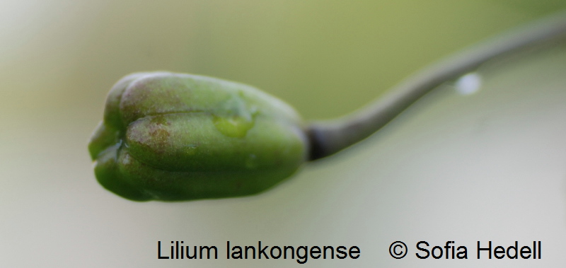 Lilium lankongense, Mekonglilja